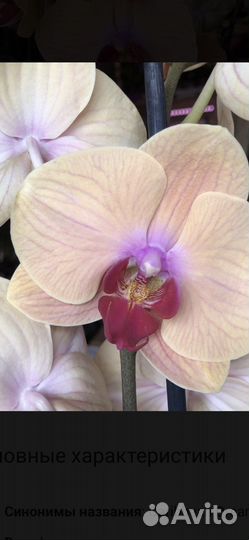 Орхидея, карибская мечта
