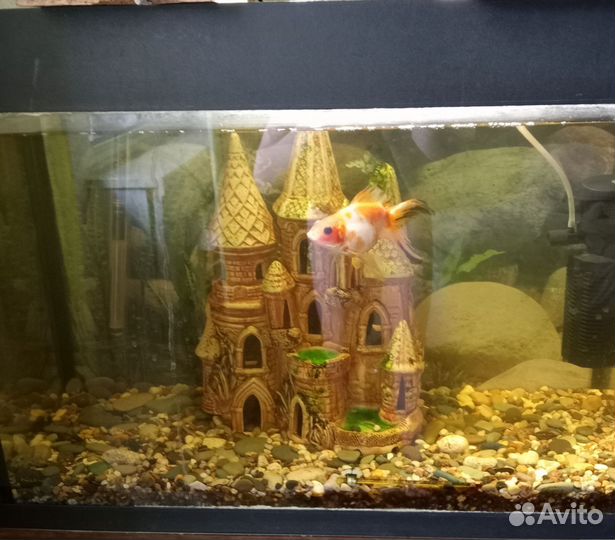 Аквариум с рыбками