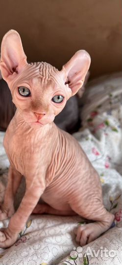 Канадский сфинкс