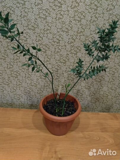 Комнатный цветок