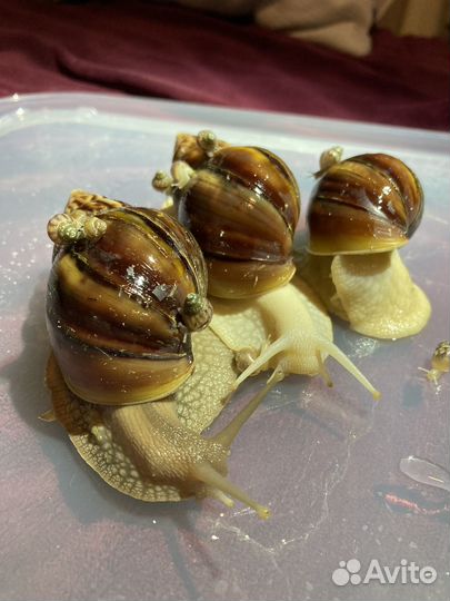 Улитки ахатины иммакулята и фулика