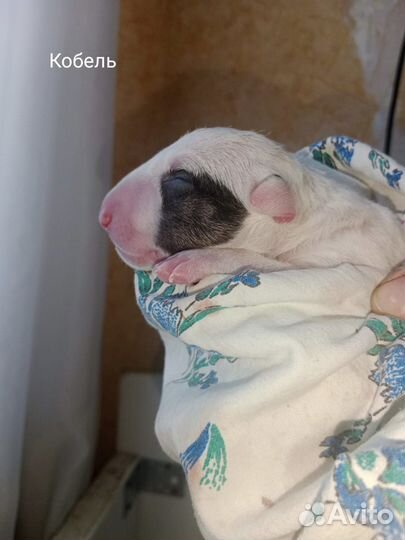 Бультерьер щенки