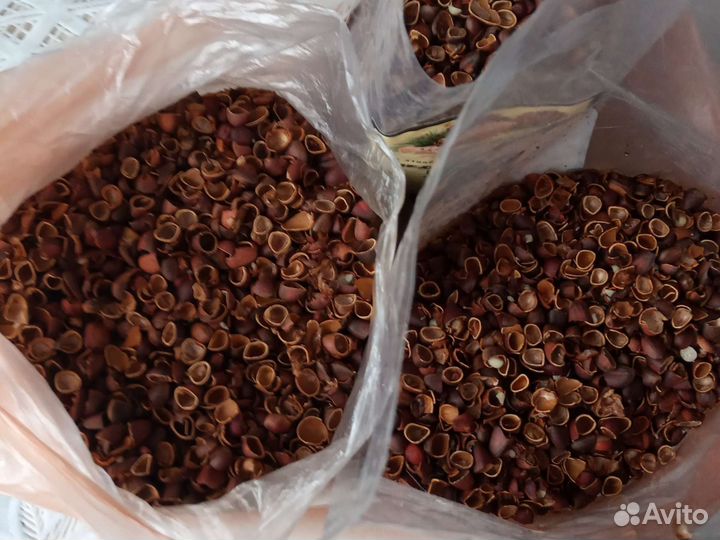 Скорлупа кедрового ореха