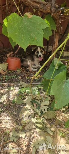 Щенки в добрые руки