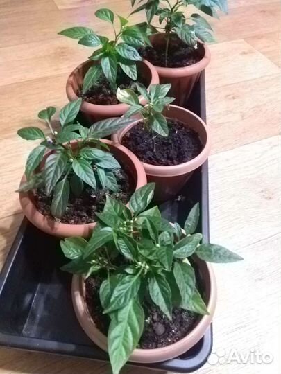 Комнатный перец 