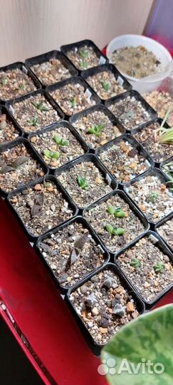 Набор горшков