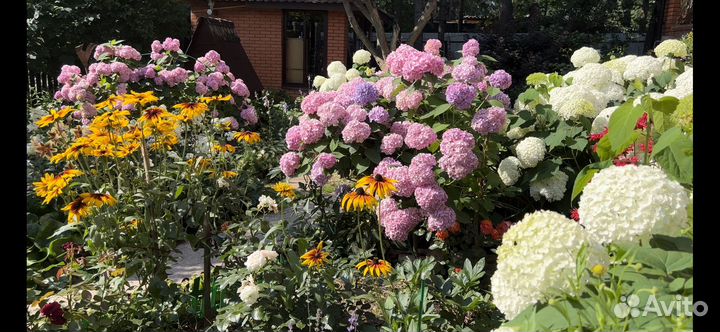 Крупнолистные гортензии