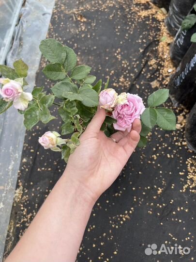 Роза Пачули