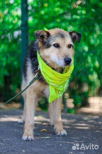 Собака ждёт семью много лет