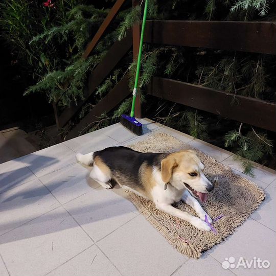 Бигль помесь в добрые руки