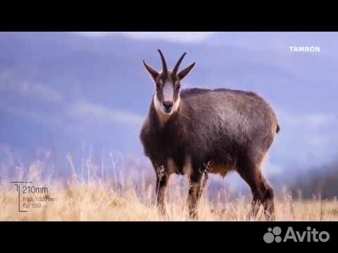 Tamron AF 70-210mm f/4 Di VC USD