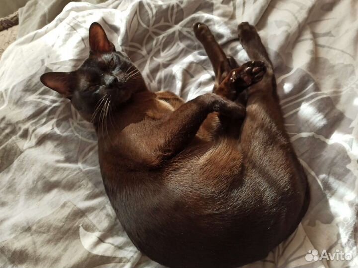 Вязка бурма