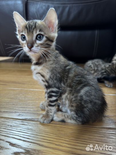Бенгальские котята