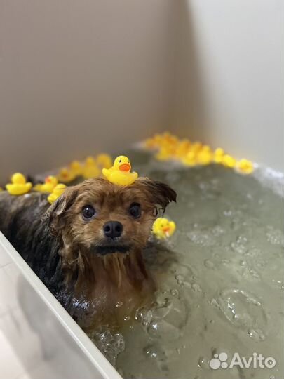 Груминг, стрижка собак и кошек,озонотерапия