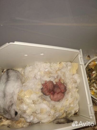 Джунгарские малыши