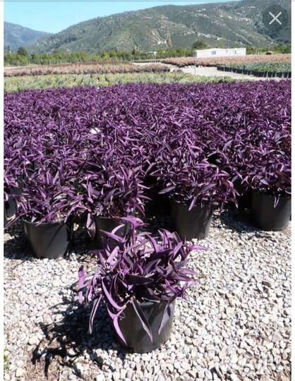 Комнатный цветок традесканция