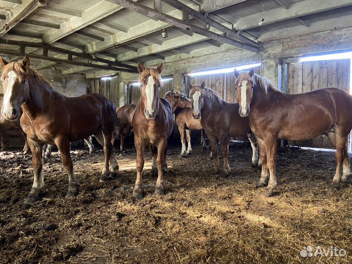 Жеребцы тяжеловозы