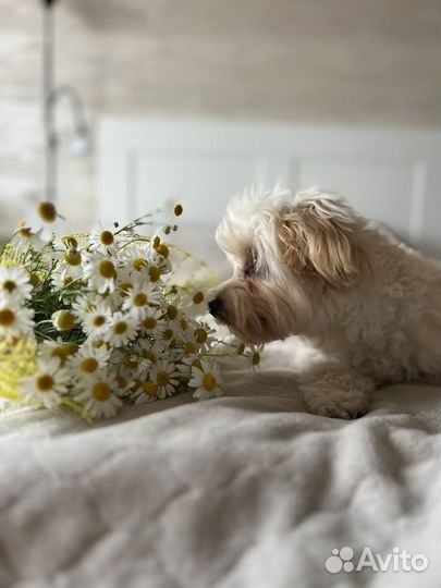 Собака для фотосессии