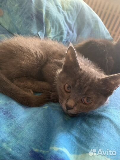 Котята в добрые руки бесплатно