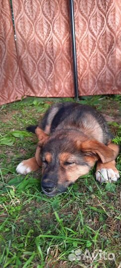 Собака в добрые руки отдам бесплатно