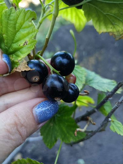 Дача 22 м² на участке 6,1 сот.