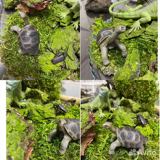 Кора деревьев