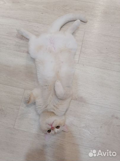 Шотландский кот вязка