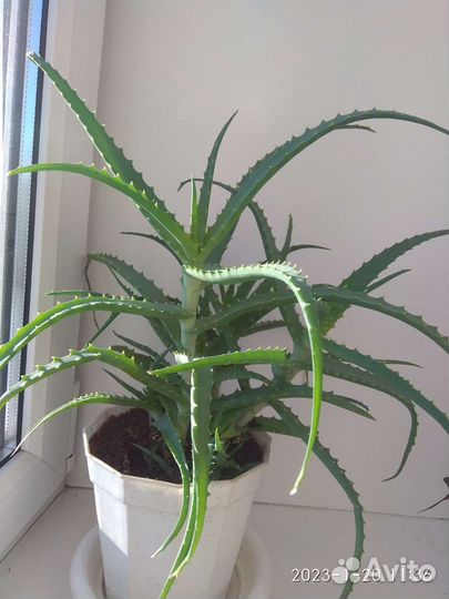 Алоэ(столетник)