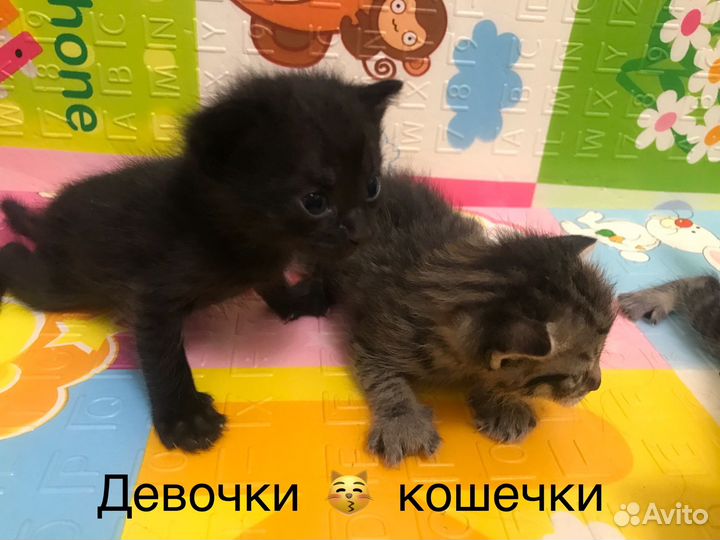 Детки конфетки