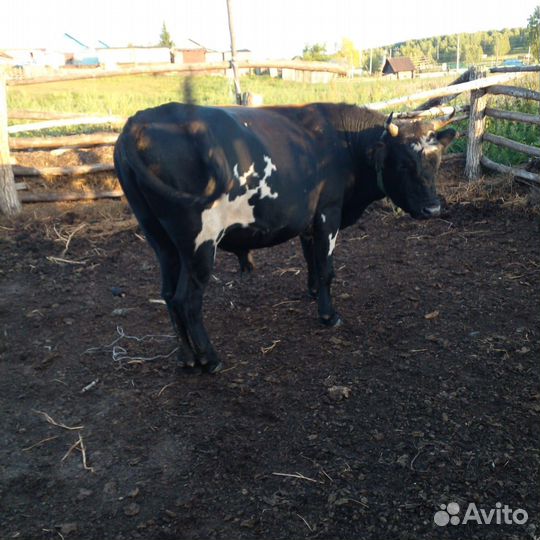 Быки и овцы