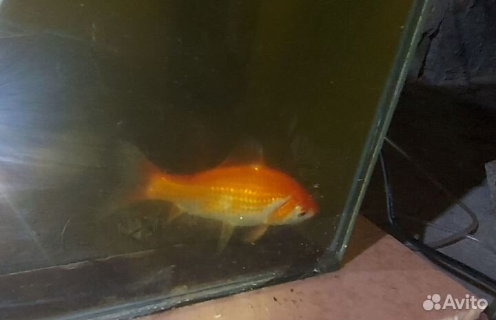 Золотые караси и карпы кои, аквариум и фильтр