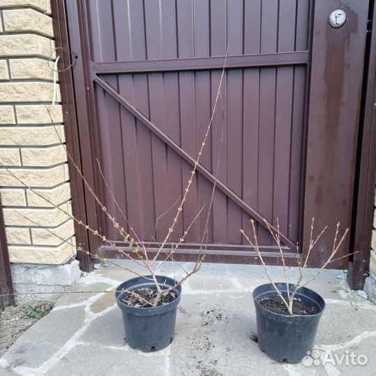 Ива хакуро нишики