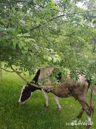 Продажа дойных коров 75000 тыс торг уместен