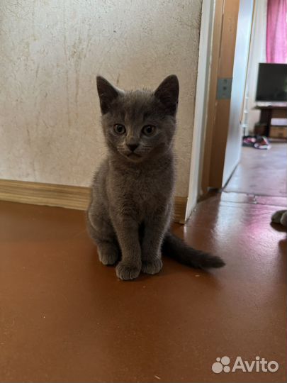 Отдам в добрые руки котенка девочка