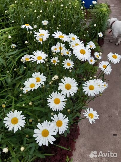 Ромашки цветы букеты под заказ звонить заранее