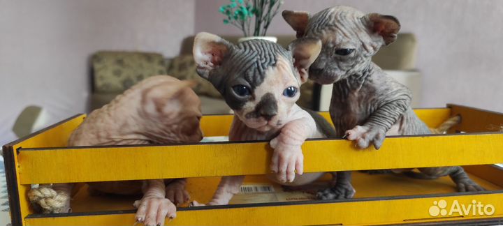 Котята сфинкс