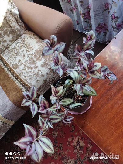 Традесканция