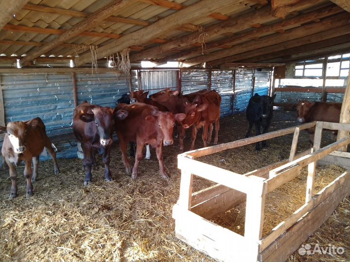 Телята бычки