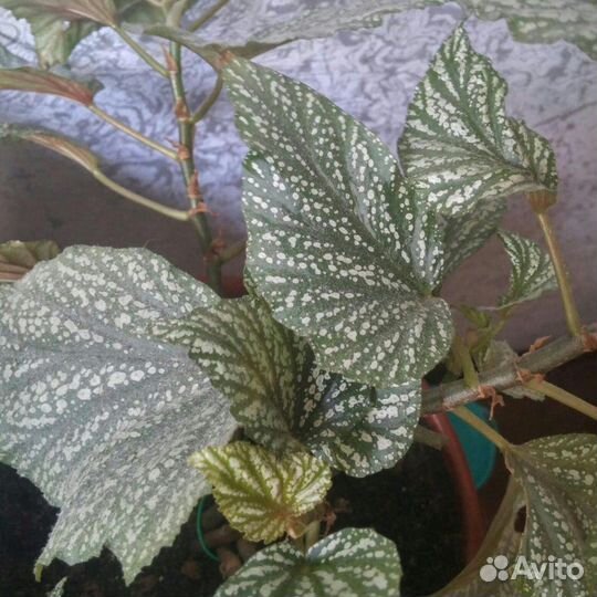 Бегония Королевская краповая