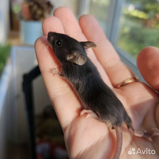 Декоративные мыши