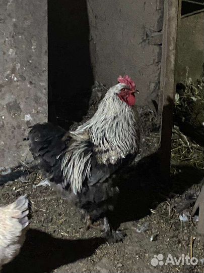 Петухи