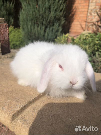 Кролик декоративный вислоухий