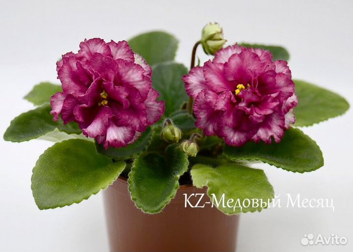 Детки сортовых фиалок