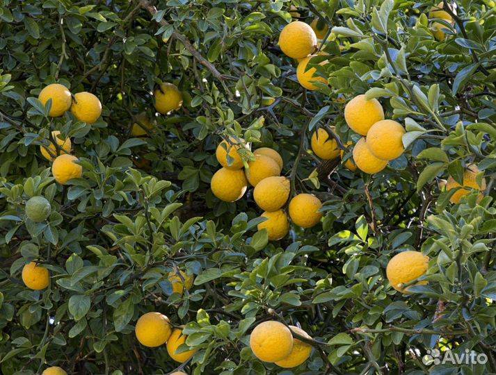 Трифолиата (морозостойкий лимон)