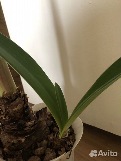 Гипераструм