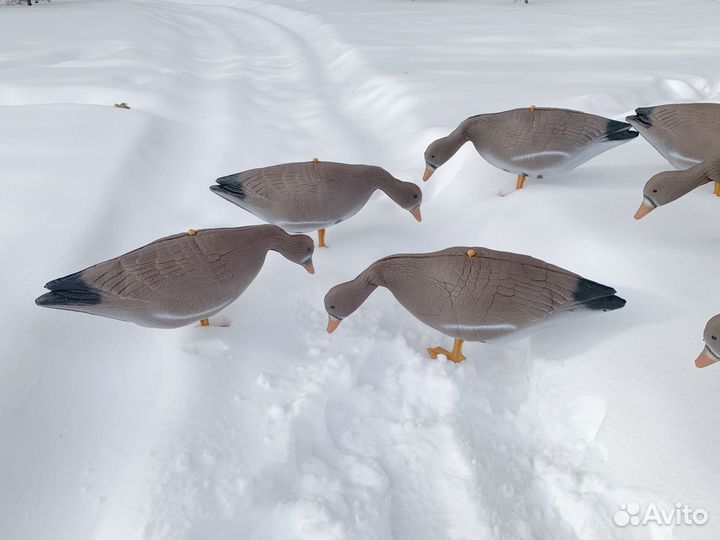 10 шт. Чучело белолобого гуся
