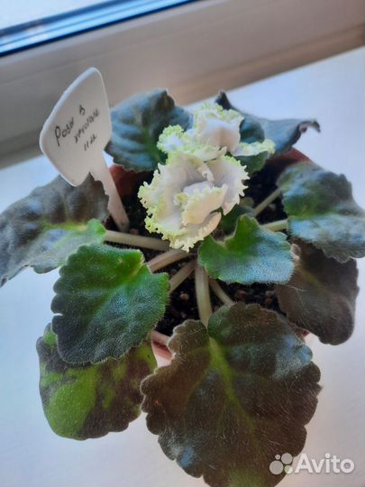 Сортовые фиалки