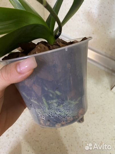 Орхидеи эквестрис