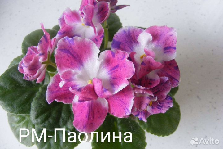 Фиалки черенки