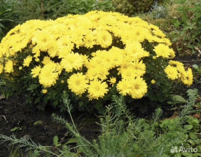 Дубки бардовый, розовый, желтый